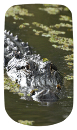 DAROYAL 300 Alligator